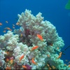 Coral Reefs Info