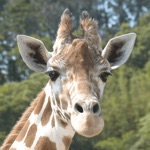 i 動物園 for のいち動物公園