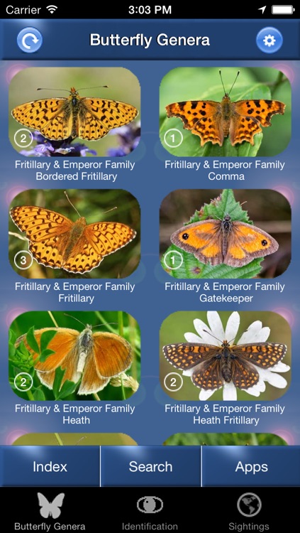 Butterfly Id - The British Identification Guide to Butterflies