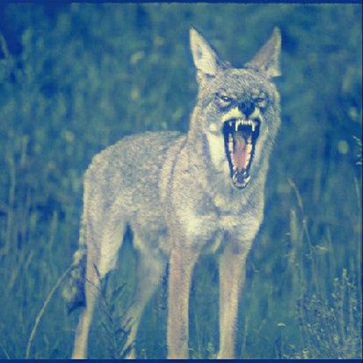 Coyote 's - Soundboard, Ringtones, Alerts, Alarms