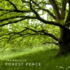 Meditation Music 2 – Forest Peace