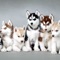 *SALE* How To Train Dog App Special Offer