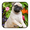 Dog World Slider Puzzle Free