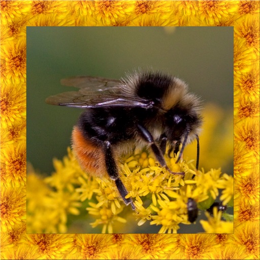 Bumble Bee Simulator 3D Icon