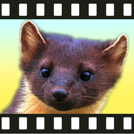 Movimals animal video app for kids and toddlers iOS App