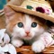 - High Quality beautiful cat wallpapers and photos available for iphone and ipad