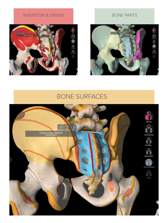Essential Muscle + Skeleton Anatomy screenshot-3