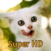 Kittens Retina Super HD 2048 for new iPad
