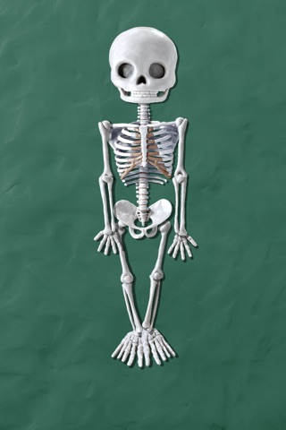 Skeleton Dance by Busy Brain Media - The Fun Educational Puzzle Game that Teaches Kids the Name and Position of Bones in the Human Body as well as Facts About Their Anatomy as They Play. screenshot 3