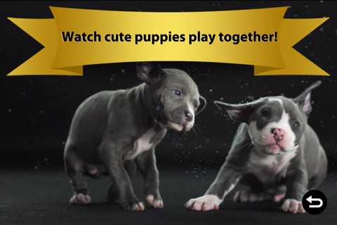 Puppies & Dogs Lite - Kids Best Friend: Real & Cartoon  Videos, Games, Photos, Books & Interactive Activities screenshot 2