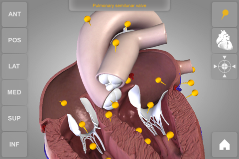 Heart - 3D Atlas of Anatomy Lite screenshot 4