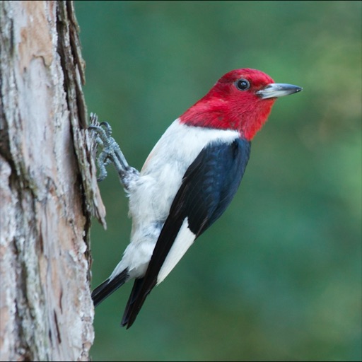 Woodpeckers Guide Pro icon