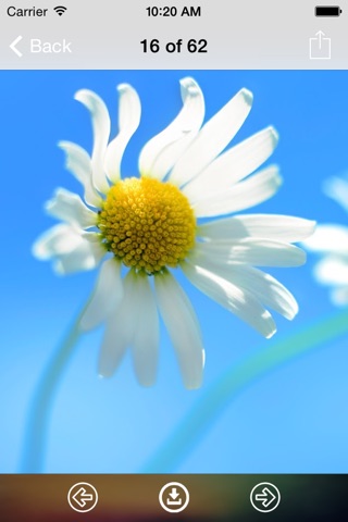 Flowers Wallpaper: Best HD Wallpapers screenshot 3