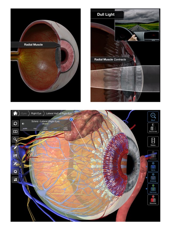 Eye - Practical Series screenshot-4
