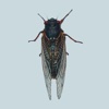 Cicada FREE