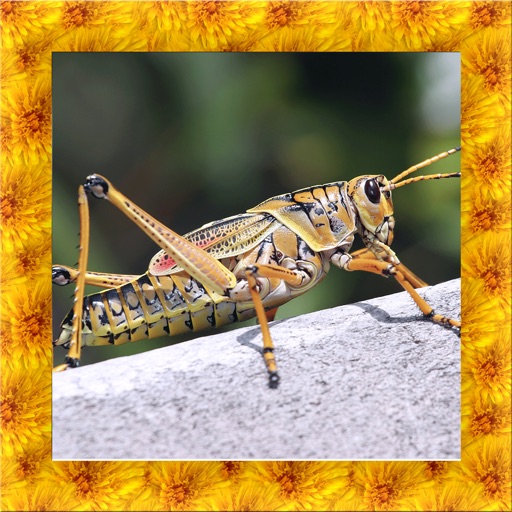 Grasshopper Simulator iOS App