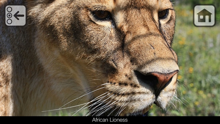 100 Things: Zoo Animals - Video & Picture Book for Toddlers
