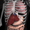Anatomy 3D Organs - Real Bodywork