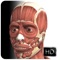 Get a visual overview of the human muscle system with this educational app