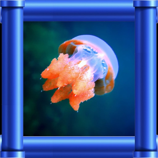 Jellyfish Jump Icon