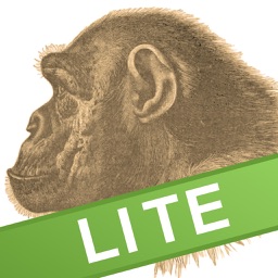 Ape Test Lite