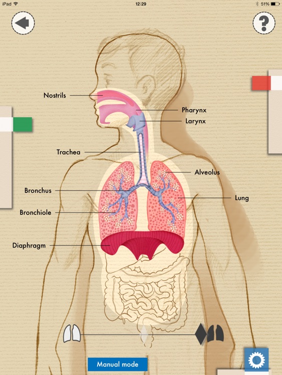 Heart and Lungs Lab