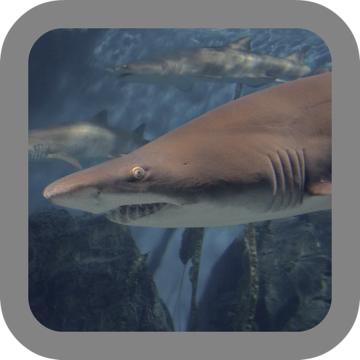 Shark Hunter: Carnage iOS App