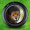 Animal Face Maker - Turn Your Photo to Cute Cat, Dog, Fox, Wolf, Cheetah, Tiger or Other Wild Animals!