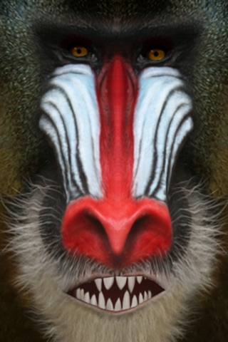 Talking Baboon screenshot 4