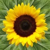 Sunflower Health