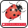 Scholastic First Discovery: Ladybug for iPhone