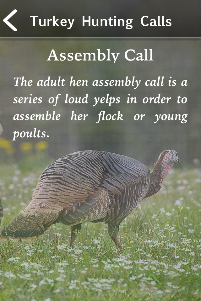 Turkey Hunting Calls! screenshot 3