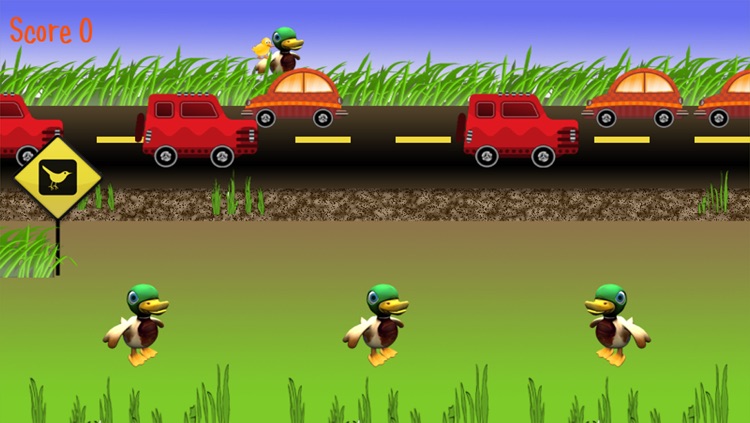 Duck Crossing