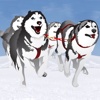 Dog Sledding Winter Race : The canine cold ice sled in the north pole - Free Edition