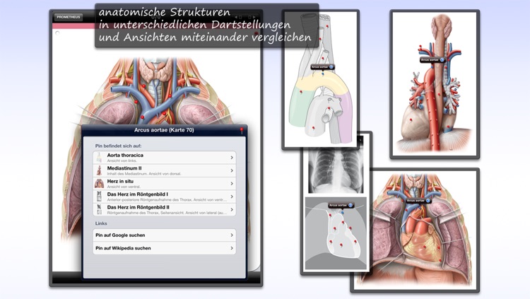 Thieme Anatomy on the Go 2.0 - English by Thieme Publishers