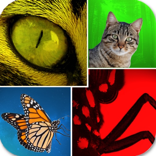 Close Up - the zoomed in image naming game icon