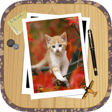 Activities of Kitten Slide Puzzles