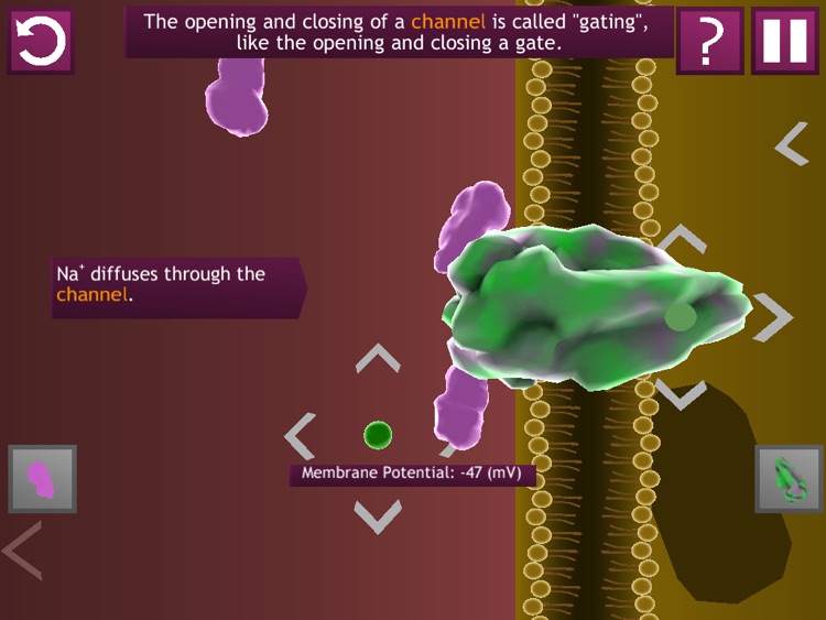 Biology Bytes: Cell Membrane Potential screenshot-4