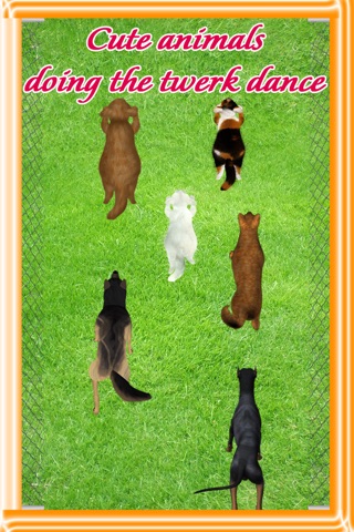 Cats and Dogs Twerk : The animal musical twerking to the beat - Free Edition screenshot 2