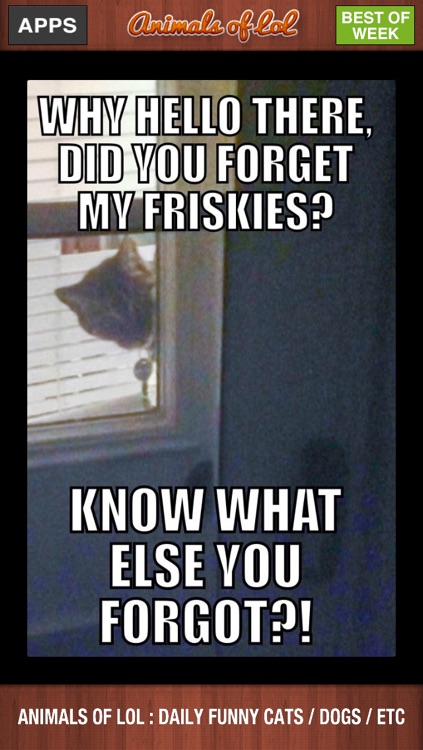 Animals of LoL : Funny Cats and Dogs