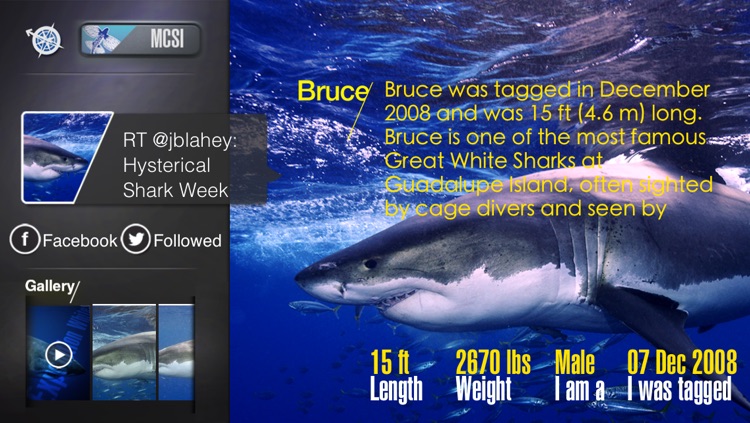 Expedition White Shark
