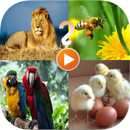 Animal Sound Quiz iOS App