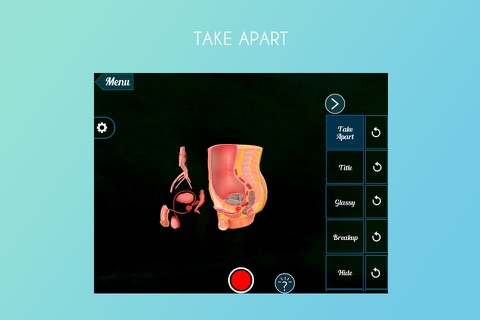 Male Pelvis Showing Organ 3D screenshot 2