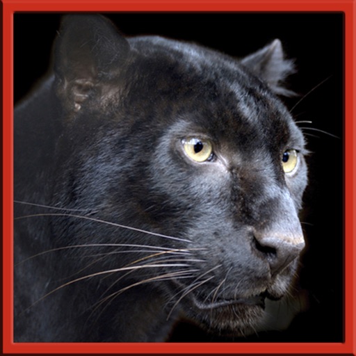 Real Black Panther Survival Animal Attack by Wavelength Laboratories, LLC