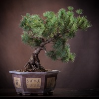 Bonsai Tree - A Guide to Growing Bonsai and Making Bonsai PC 용