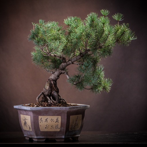 Bonsai Tree - A Guide to Growing Bonsai and Making Bonsai icon