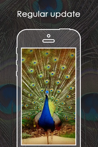 Best Peacock Wallpapers | Backgrounds & Catalogs screenshot 4