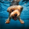 Underwater Dogs Wallpapers HD: Quotes Backgrounds with Art Pictures