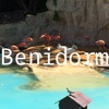 Benidorm Offline Map by hiMaps