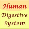 Human Digestive System Guide